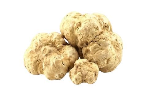 Truffe blanche – Tuber magnatum, fraîche, surgelée et séchée