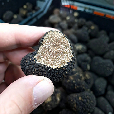 Truffe d’été coupée révélant son intérieur naturellement marbré