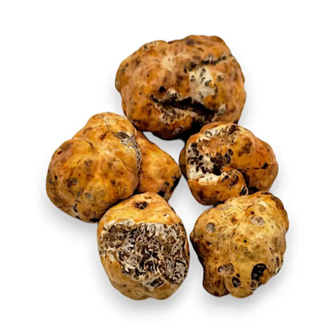 Pile of rough tan Tuber Borchii spring truffles for fresh spring truffle dishes
