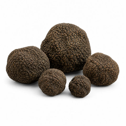 Truffes d'été noires fraîches entières – Tuber aestivum Catégorie EXTRA