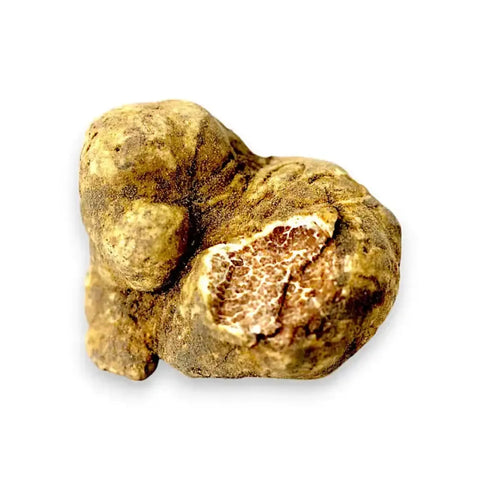 Grosses truffes blanches fraîches Tuber magnatum montrant une couleur extérieure naturelle et un marbrage interne original