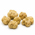 Grosses truffes blanches fraîches Tuber magnatum, aux surfaces ocre pâle et aux formes naturellement variées
