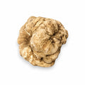 Truffe blanche Tuber magnatum fraîche de très grande taille montrant sa surface naturelle ocre pâle