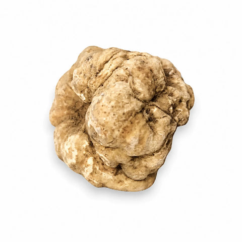 Truffe blanche Tuber magnatum fraîche de très grande taille montrant sa surface naturelle ocre pâle