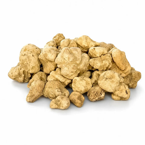 Truffes blanches Tuber magnatum fraîches de très grande taille avec des surfaces naturellement irrégulières de couleur ocre pâle