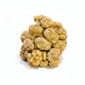 Tuber magnatum truffe blanche fraîche avec une texture terreuse et une forme naturelle, taille moyenne
