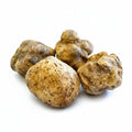 Truffes blanches fraîches Tuber magnatum avec des surfaces naturellement irrégulières de couleur ocre pâle