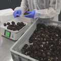 Fresh tuber brumale selection of Terra Ross