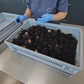 fresh autumn truffle selection