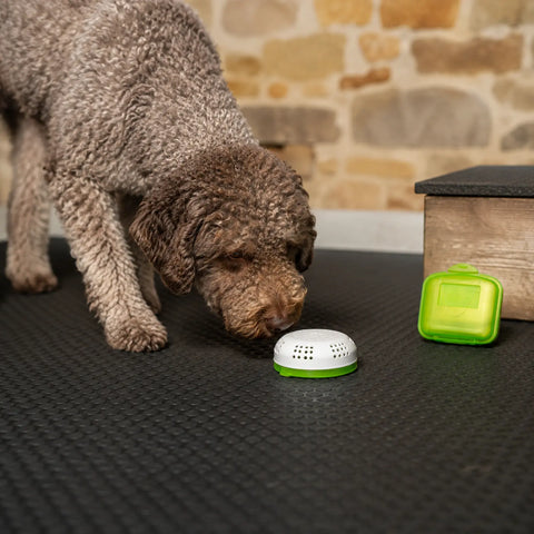 Chien truffier explorant un récipient fermé et ventilé contenant de la truffe véritable, utilisée pour l'entraînement à l'odeur