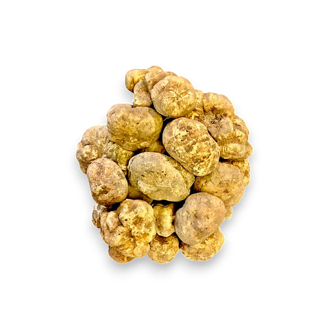 Huge fresh Tuber magnatum white truffle shaved over a warm finished dish at the table