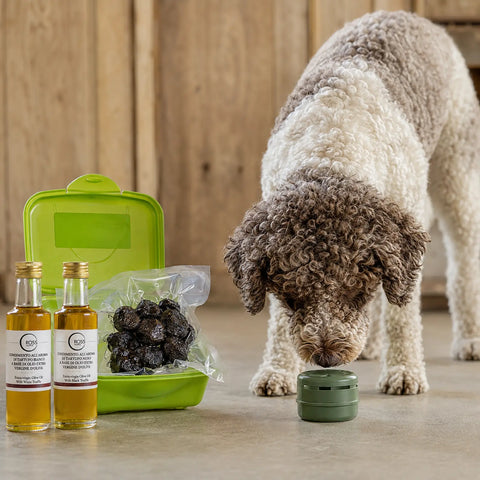 Chien truffier inspectant un récipient fermé contenant de l'odeur, à côté de truffes noires fraîches et de deux huiles d'olive aromatisées à la truffe.